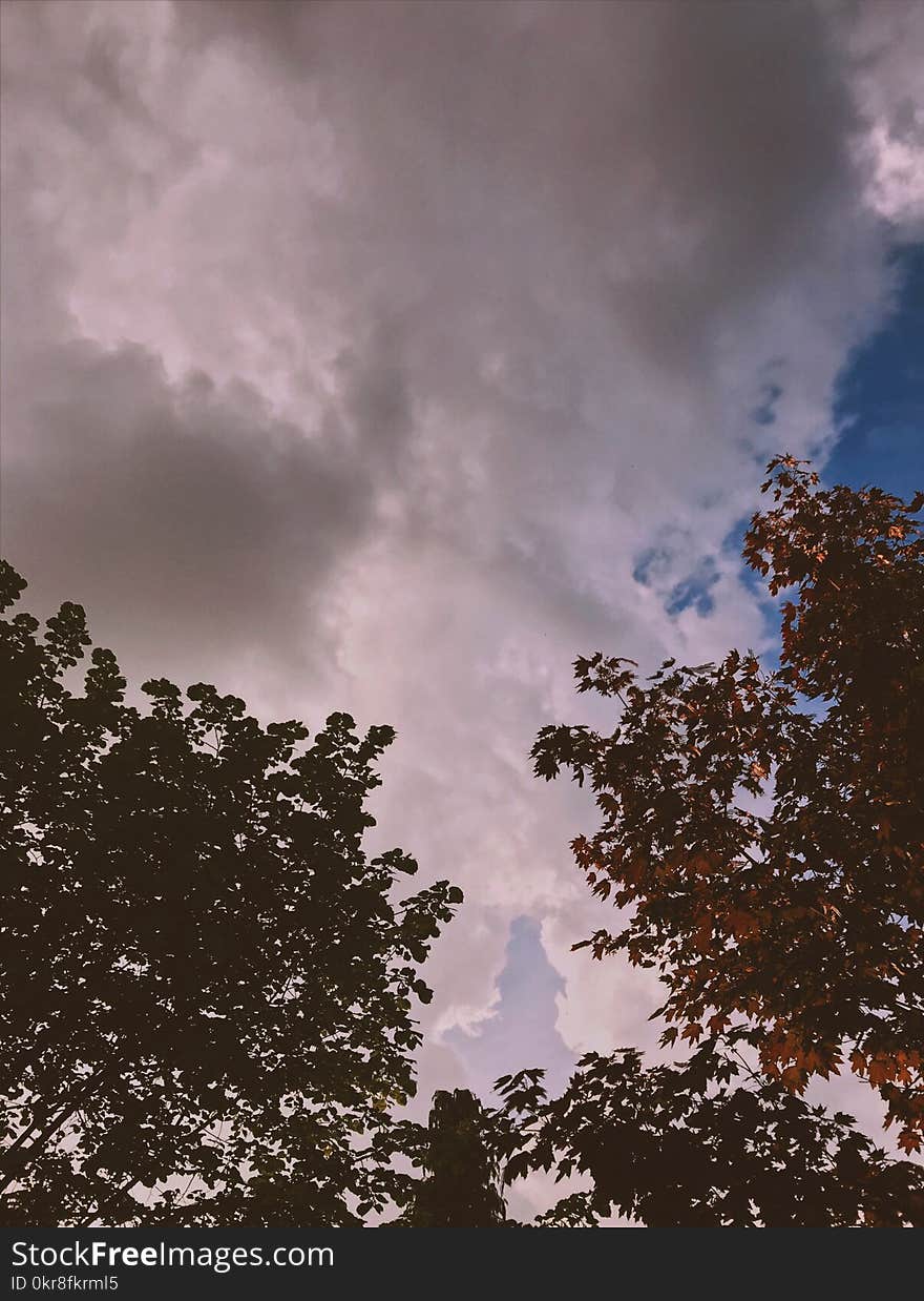 Trees Under Cloudy Sky