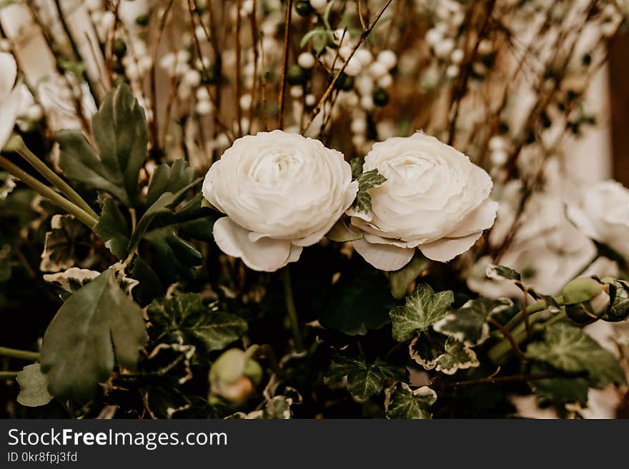 Selective Focus Photography of Two White Petaled Flowers