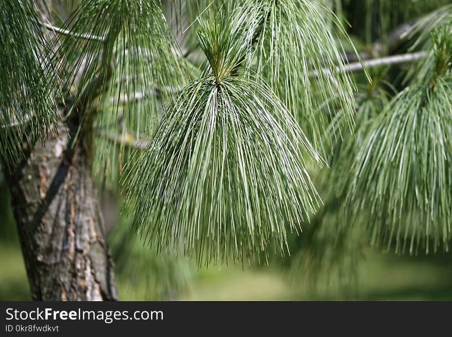 Selective Focus Photo of Pine Tree