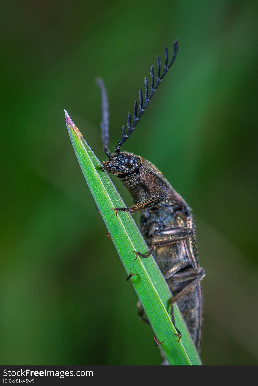 Selective Focus Photography of Black Leaf-horned Beetle Perched on Green Leaf