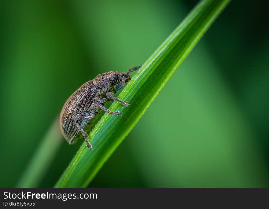 Macro Photo of Brown Weevil Perched on Green Leaf