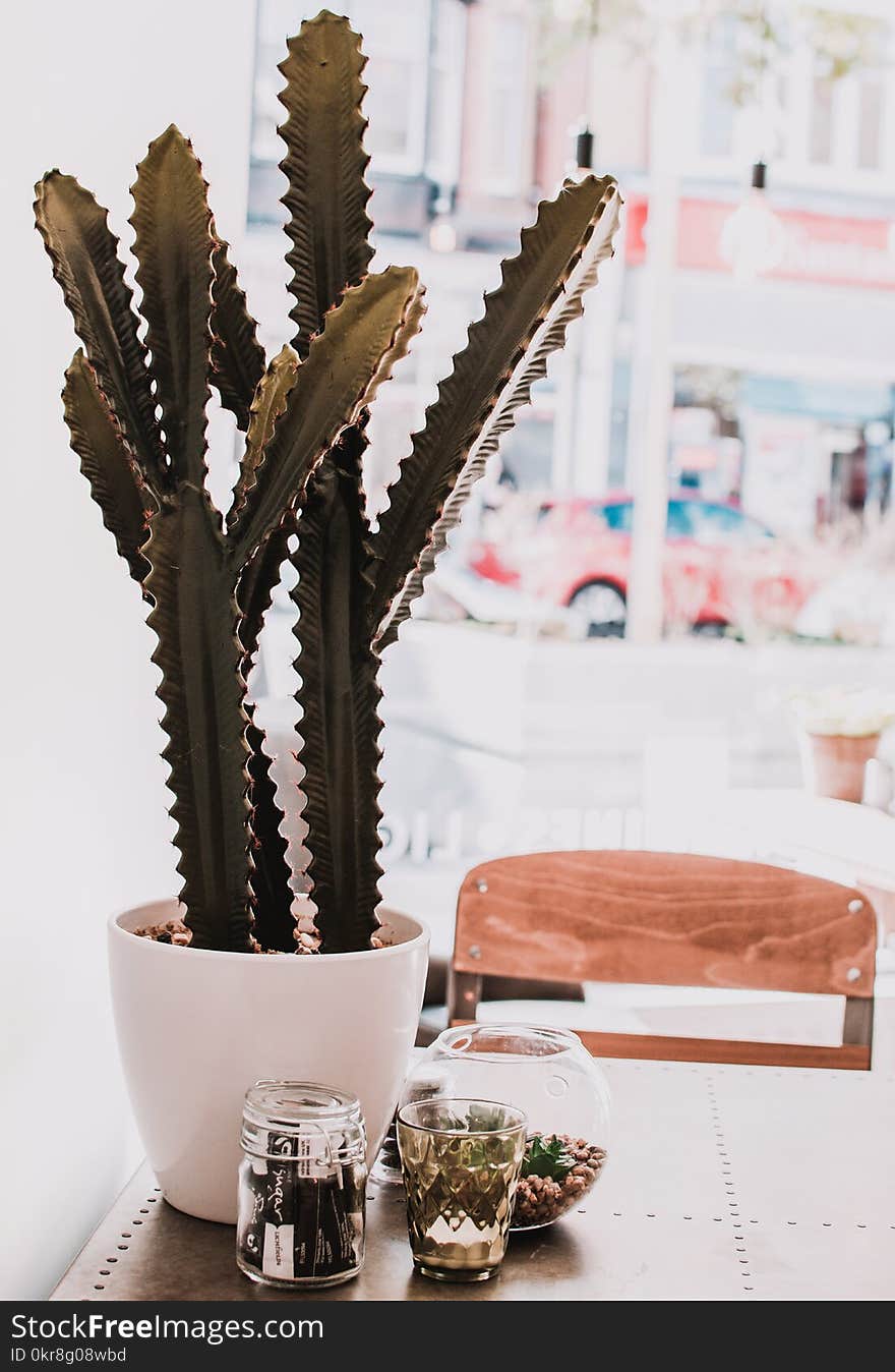 Green Cactus in Pot