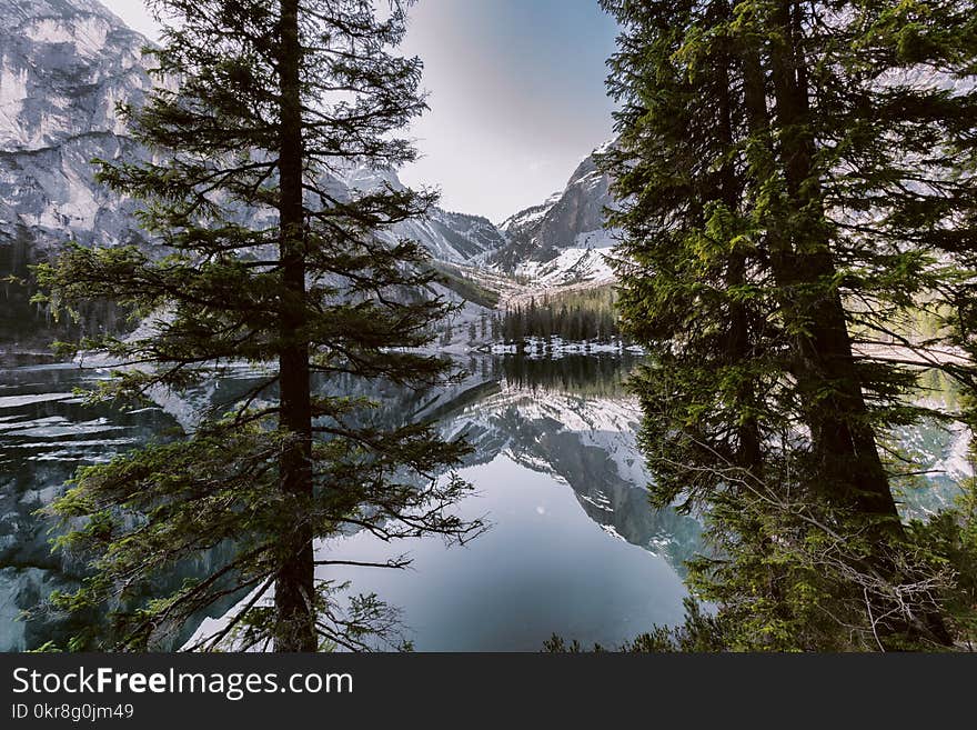 Green Tree Near Body of Water and Mountain Under White Skies