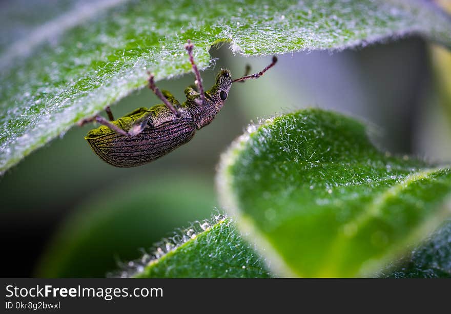 Selective Focus Photography of Black Zophobas Morio Beetle Perched Under Green Leaf