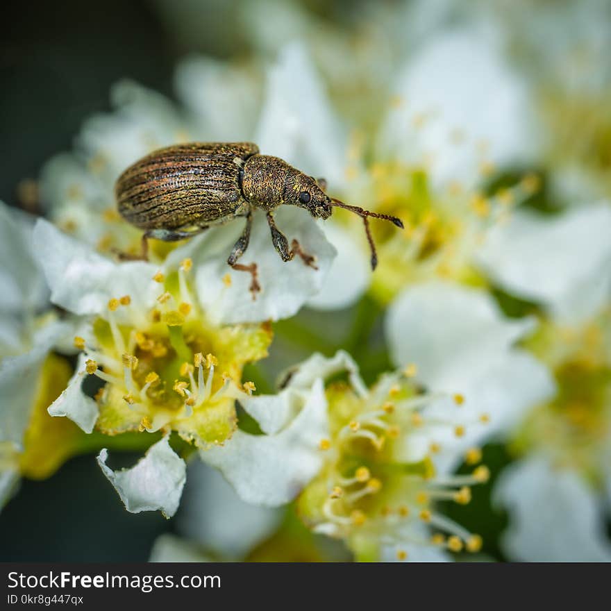 Brown Weevil Perched on White Flower