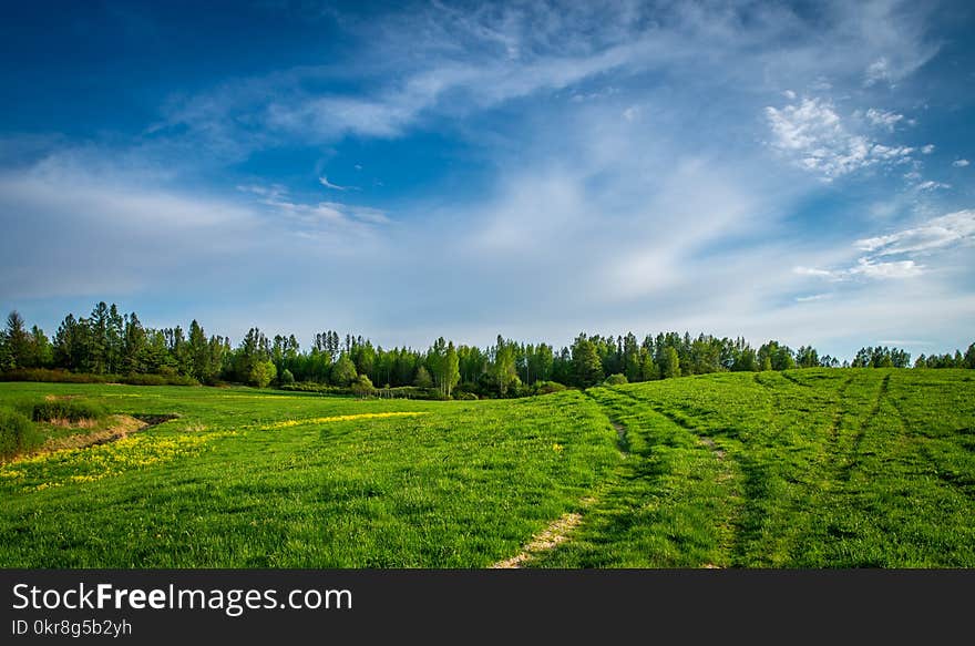 Grass Field Near Field of Trees