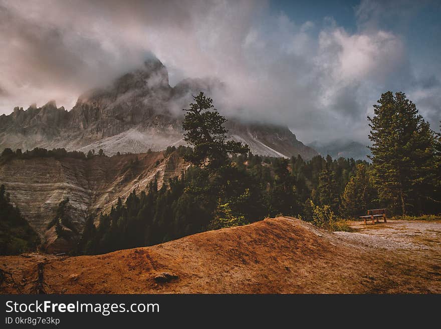 Green Leafed Trees With Mountain View