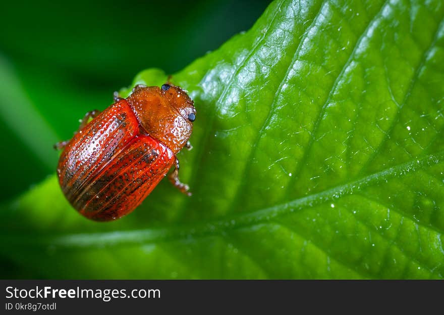 Selective Focus Photography of Red Beetle Perched on Green Leaf Plant