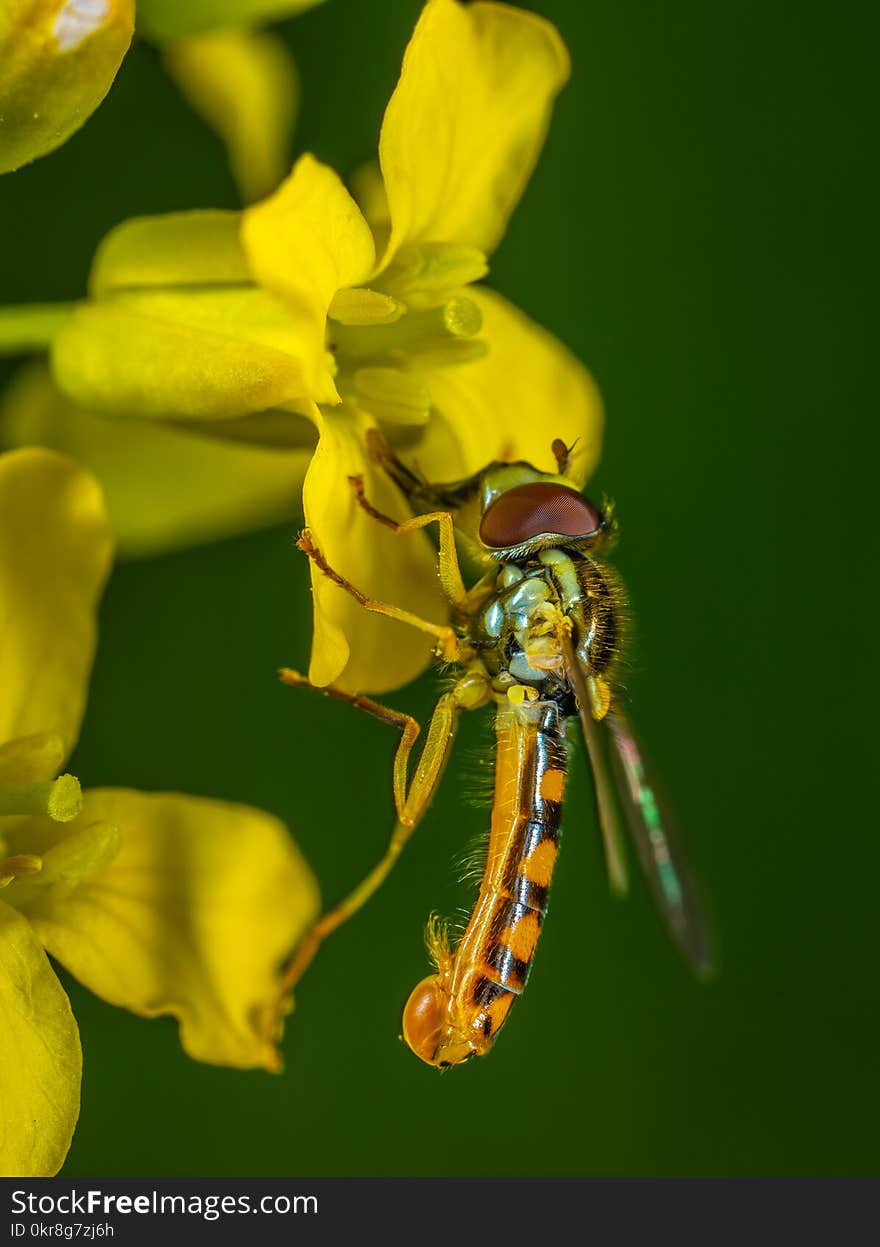 Selective Focus Photography of Yellow Robber Fly Perched on Yellow Petaled Flower