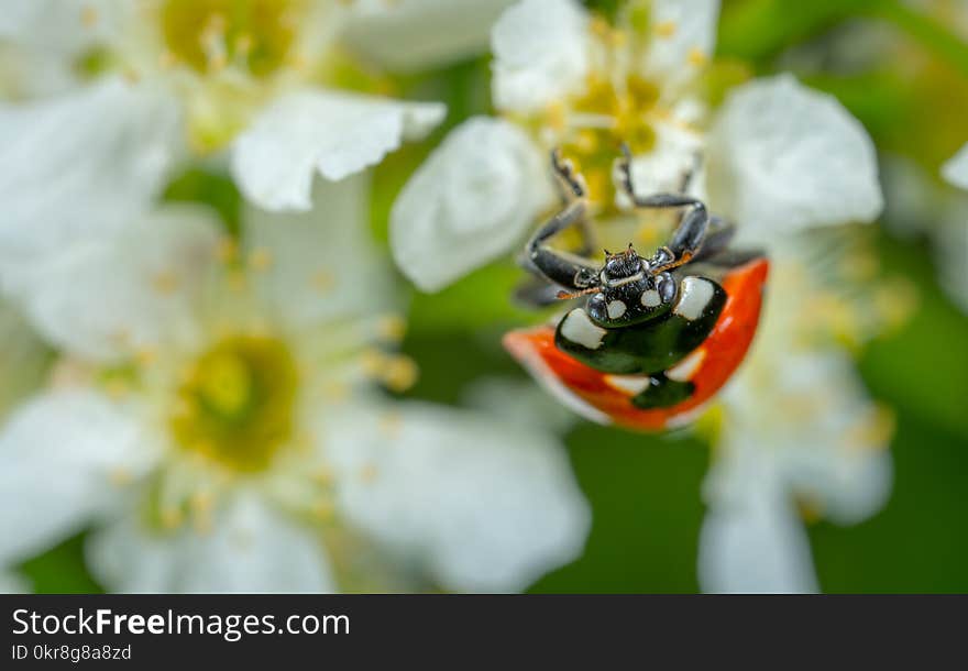 Selective Focus Photography of Ladybug Perched on White Petaled Flower