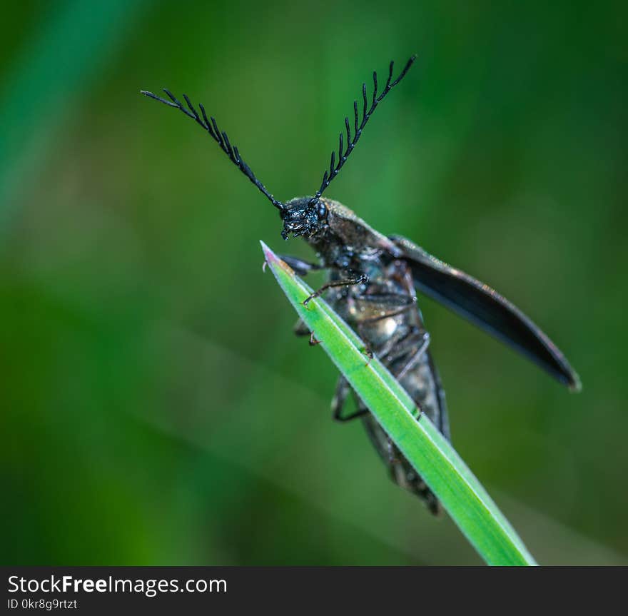 Selective Focus Photography of Black Leaf-horned Beetle Perched on Green Leaf