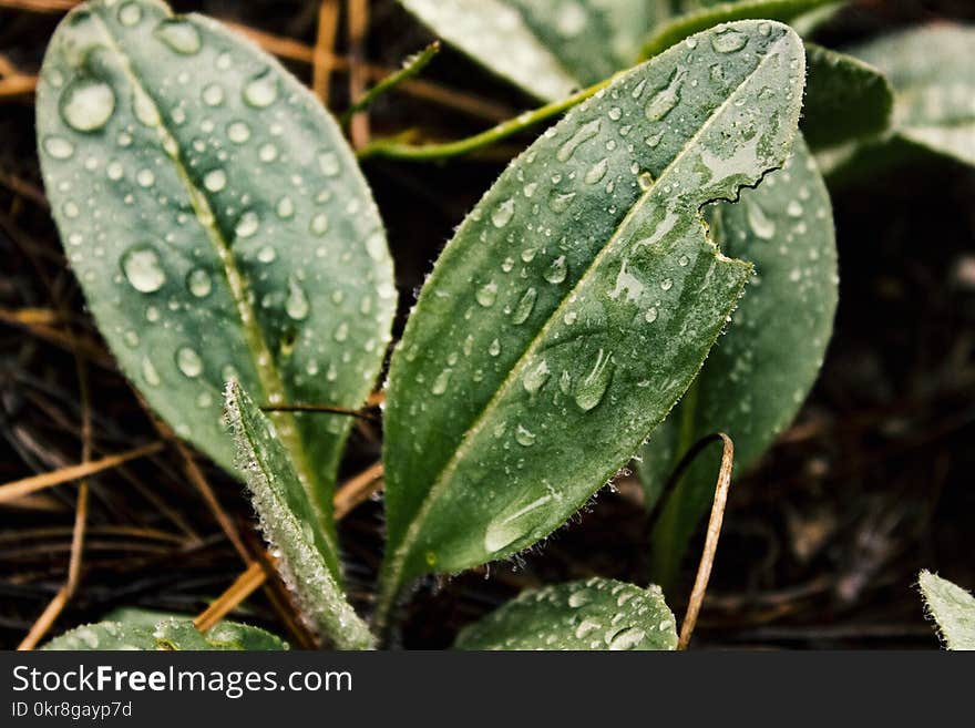 Green Leaf With Rain Drops