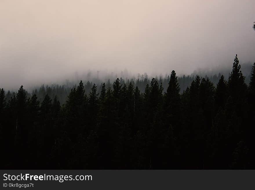 Photo of Silhouette of Trees