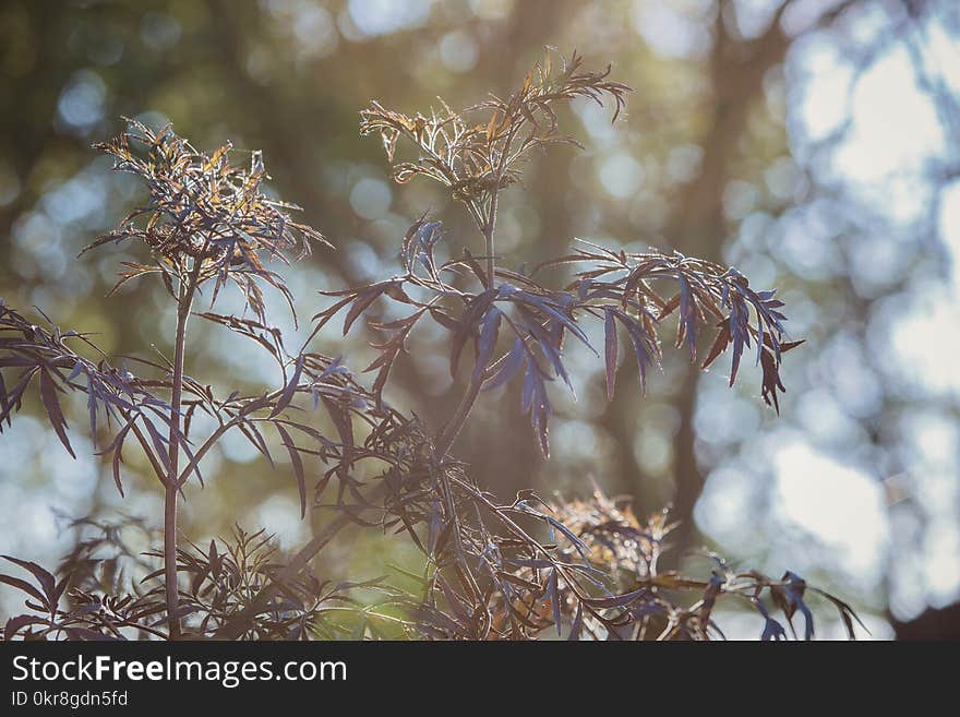 Black Leaf Tree