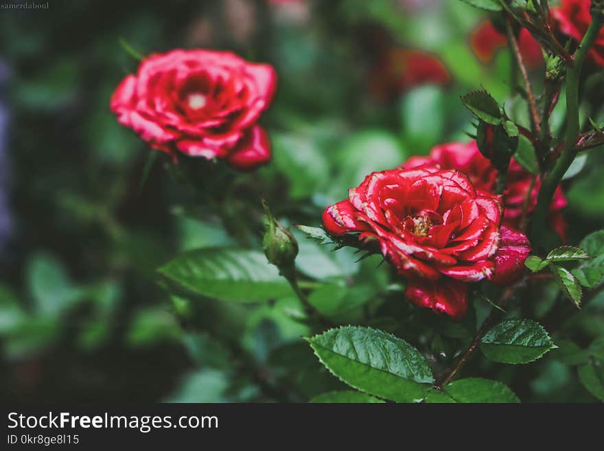 Selective Focus Photo Og Red Petaled Flowers