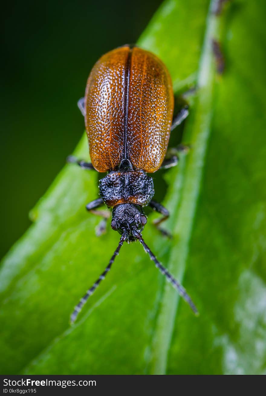 Top View Photo of June Beetle