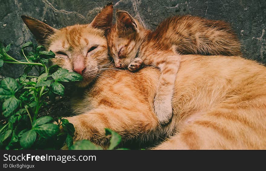 Orange Tabby Cat and Kitten