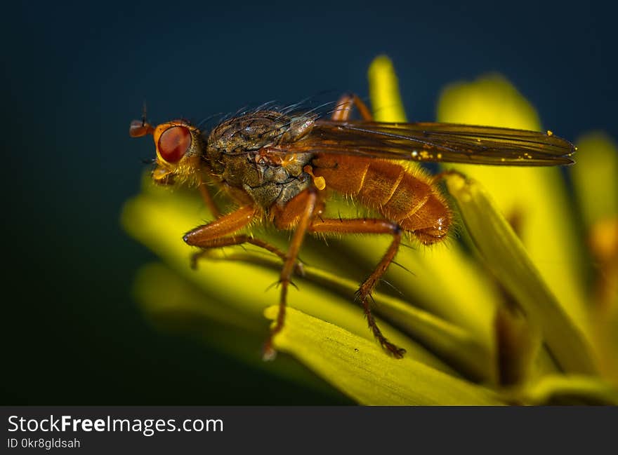 Macro Photography of Brown Fly