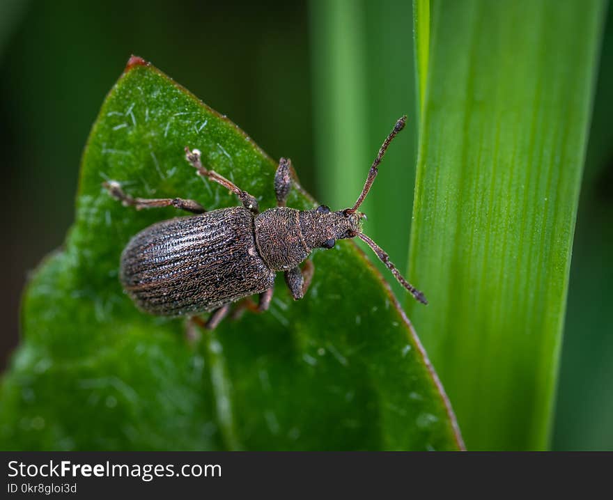 Black Beetle on Green Leaf