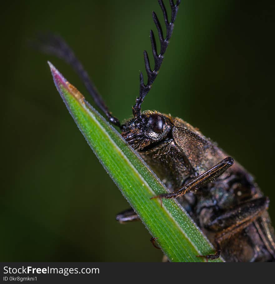 Closeup Photo of Brown Beetle