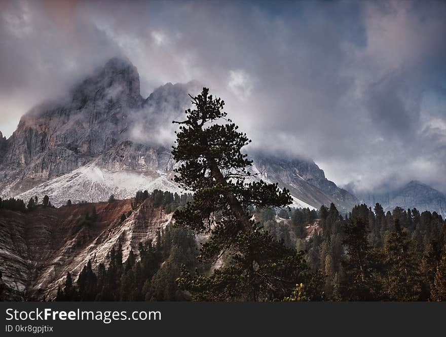 Bird&#x27;s Eye View Photography of Trees and Mountain