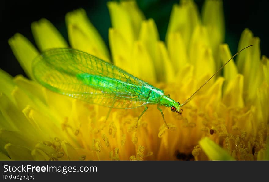 Green Dobsonfly Perched on Yellow Flower