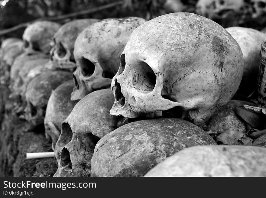 Grey Skulls Piled on Ground