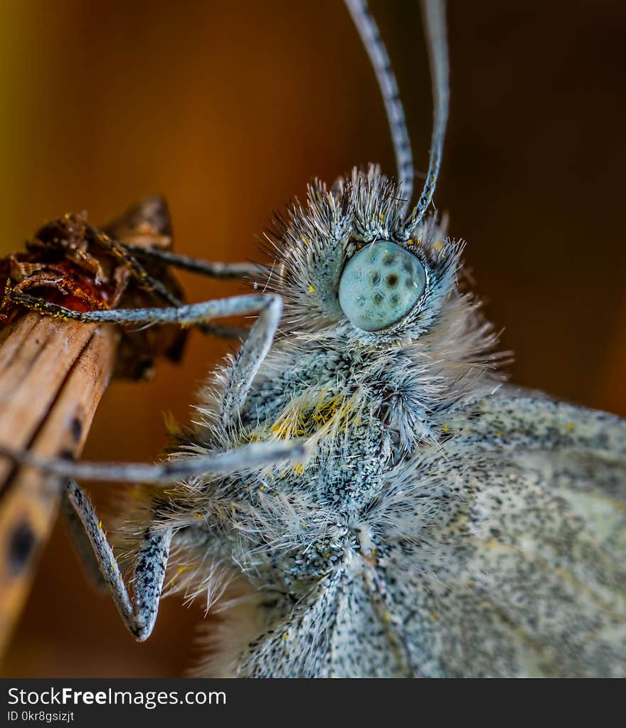 Gray Butterfly Macro Photography