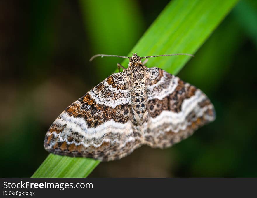 Selective Focus Photography of Gray, Brown, and Black Striped Butterfly Perched on Green Leaf