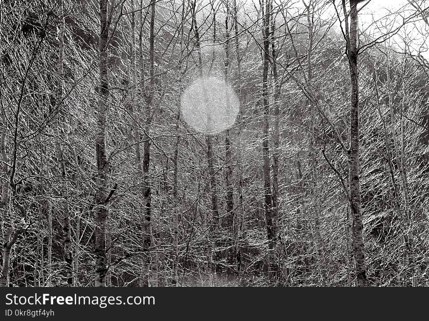 Grayscale Photo of Bare Trees