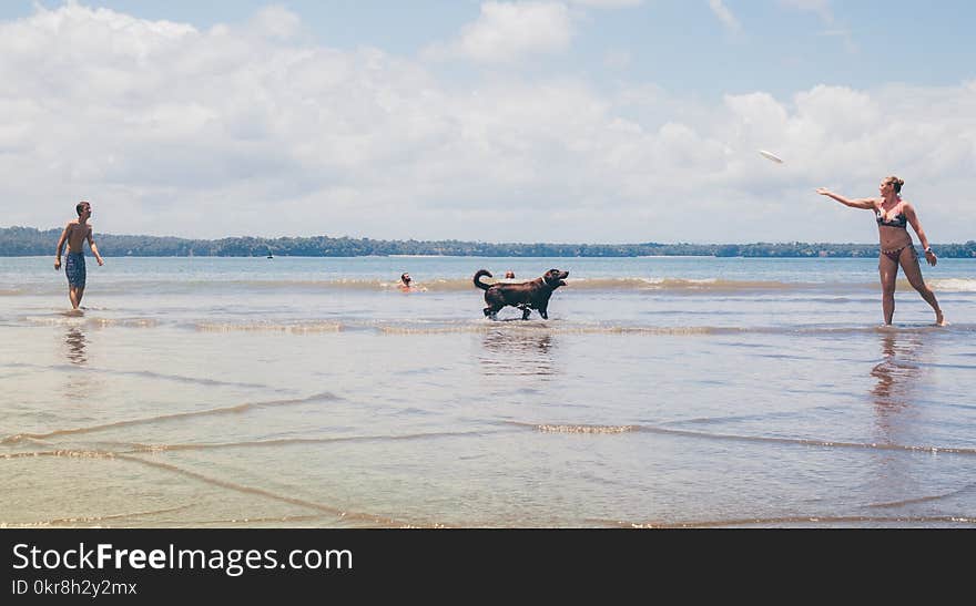 Short-coated Black Dog on Seashore