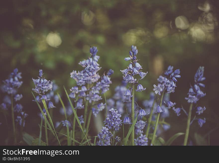 Selective Focus Photo of Purple Bluebell Flower