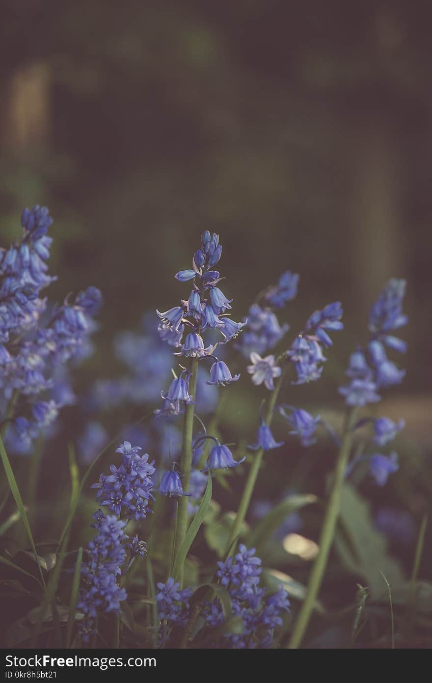 Selective Focus Photography of Lavender Flowers