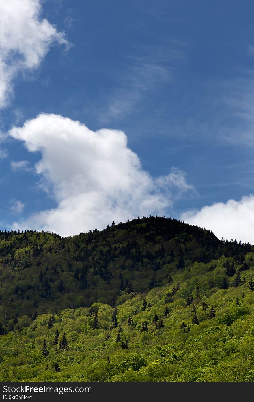 Landscape Photography of Tree-covered Rock Formation