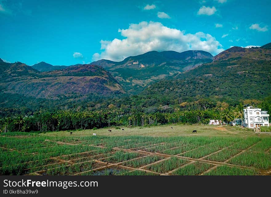 Rice Field Near Mountain at Daytime