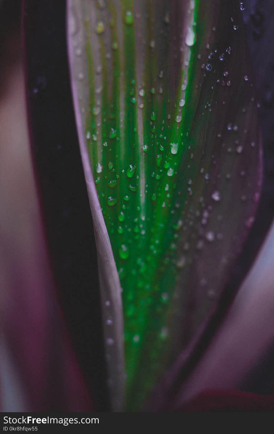 Macro Photography of Water Droplets on Purple and Green Leaf