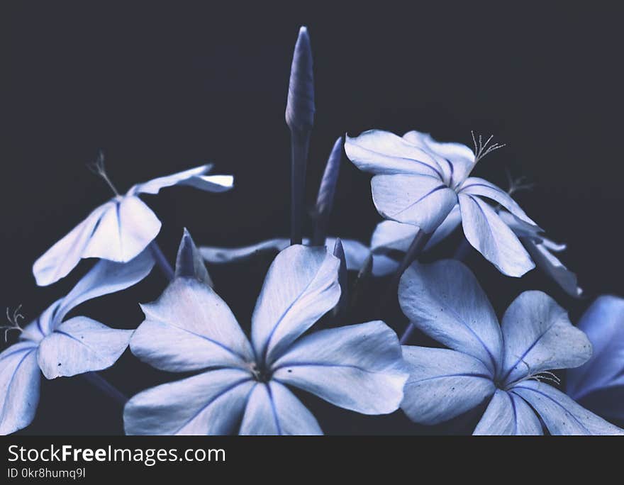 Blue Flower Bouquet