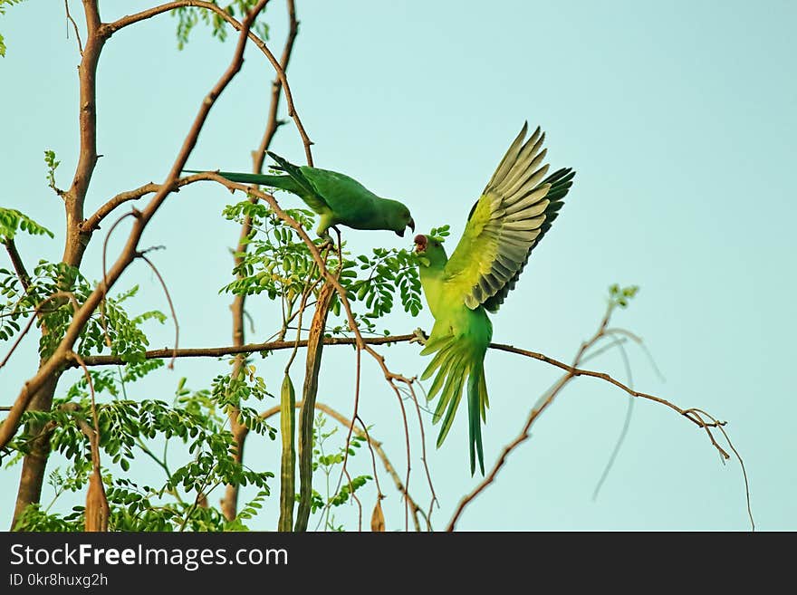 Two Green Parrots