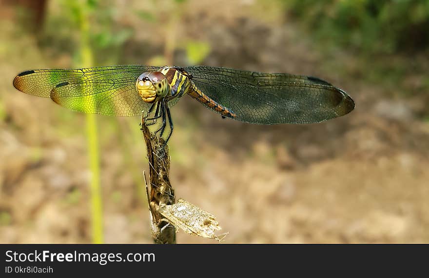 Green Dragonfly Perched on Brown Stem in Closeup Photography