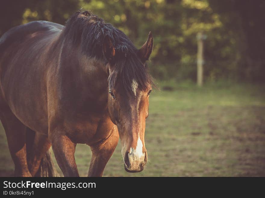 Brown Horse