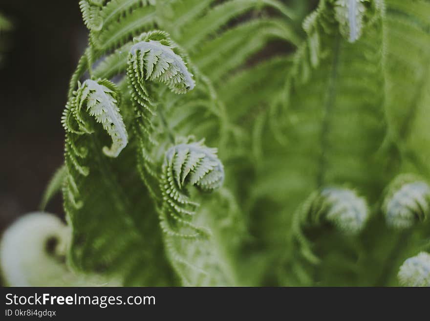 Green Leafed Plant