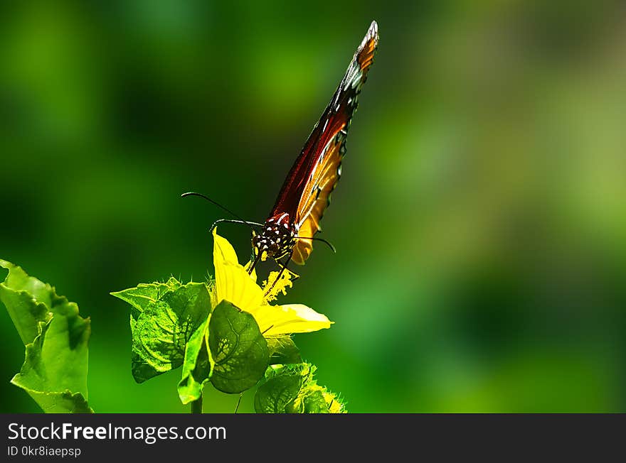 Brown Butterfly Perched on Green Leaf Plant in Closeup Photography