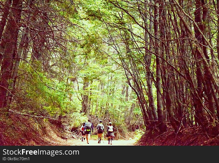 Group of Four People Walking on Tree Pathway