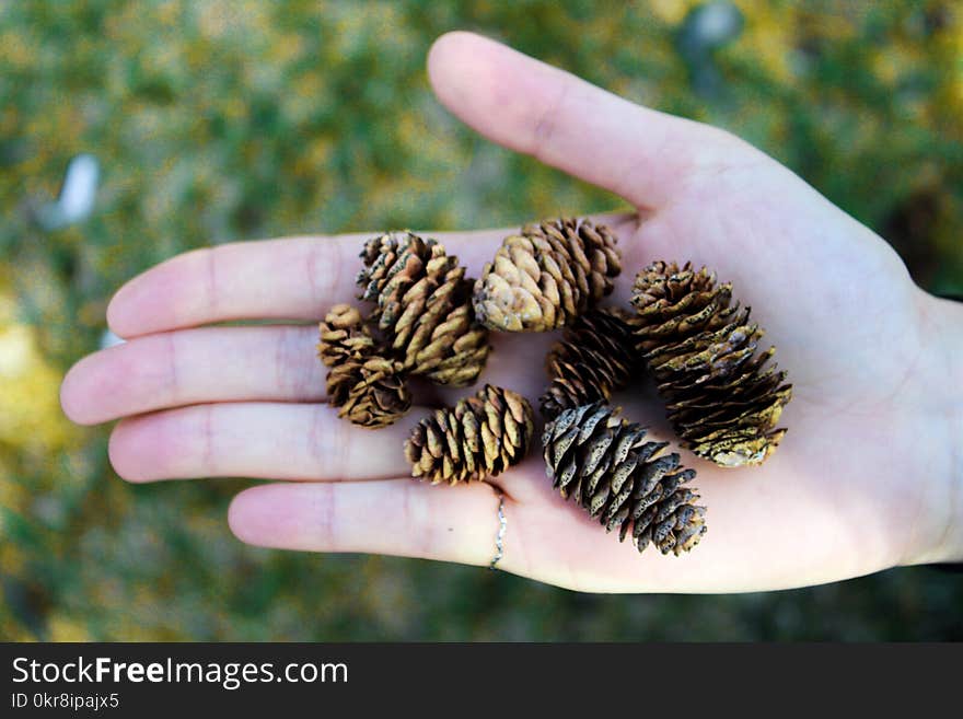 Pine Tree Cons on Person&#x27;s Palm