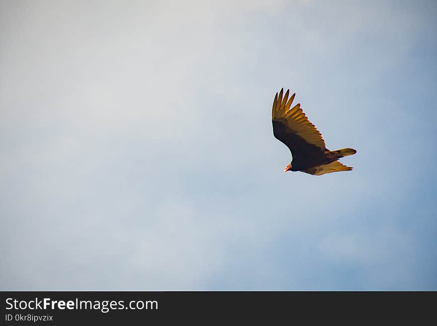 Black and Yellow Bird Flying