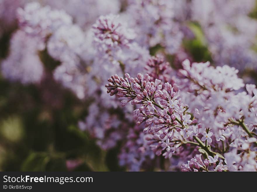 Shallow Focus Photography of Pink Flowers