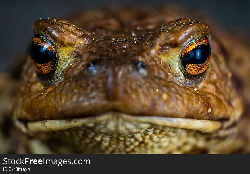 Macro Shot Photo of a Brown Frog