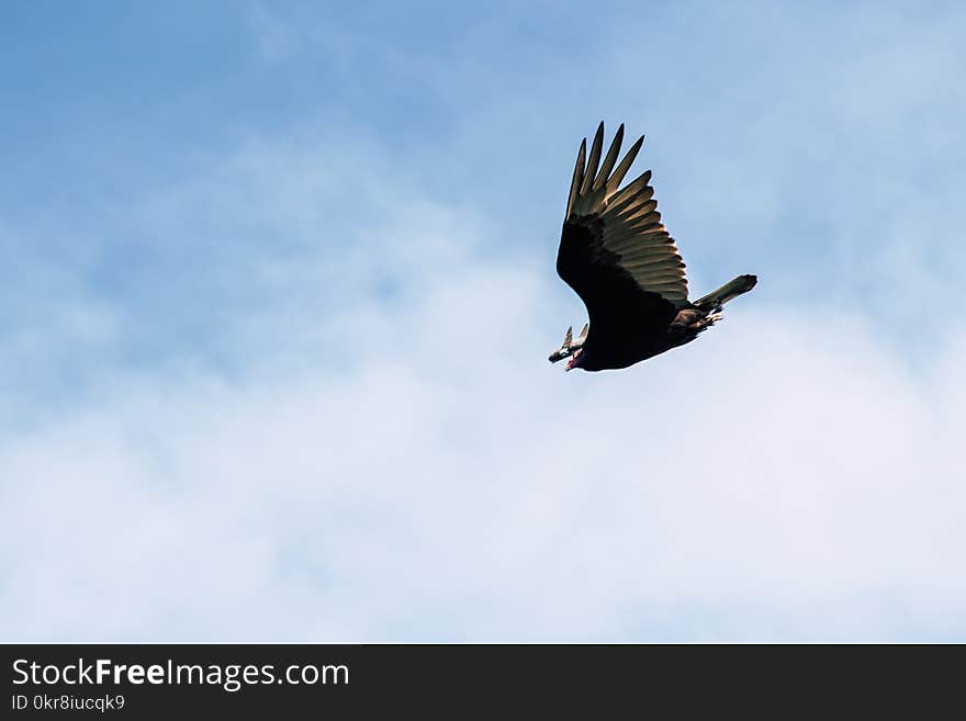 Black and Gray Bird Flying Under White Clouds and Blue Sky