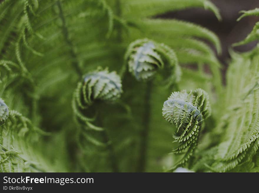 Close-up Photography of Green Fern Plant