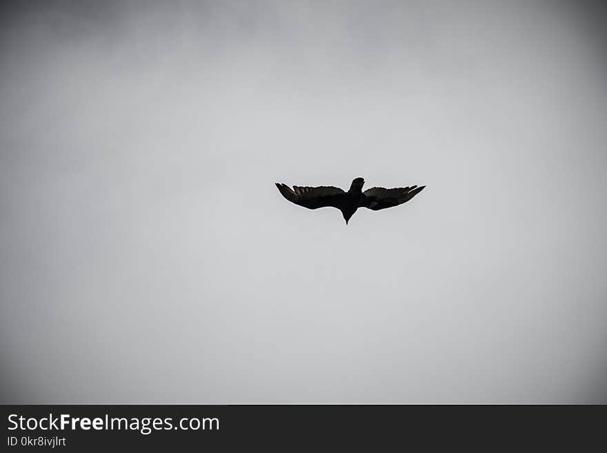 Bird Flying on Sky